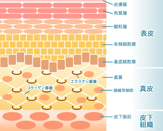 マックコーポレーション】人体メカニズム